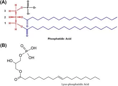 Structure of Phosphatidic Acid and Lysophosphatidic Acid (William Stillwell 2016)